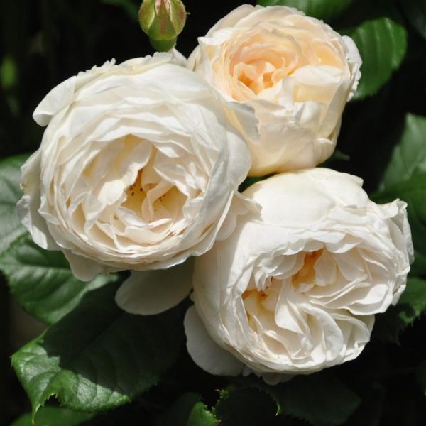 rosa garden rose climbing Uetersener-Klosterrose white balta pompon bijūninė laipiojanti sodo rožė augalas gėlės ir manufaktūra augalai