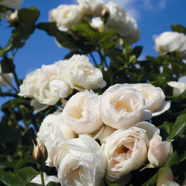 rosa garden rose climbing Uetersener-Klosterrose white laipiojanti sodo rožė augalas gėlės ir manufaktūra augalai rožių krūmas