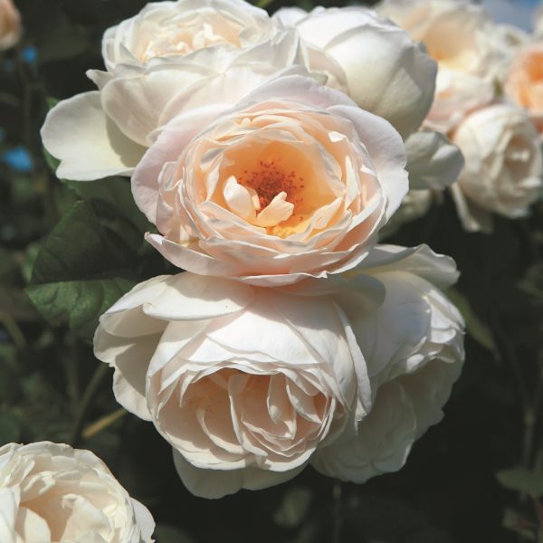 rosa garden rose climbing Uetersener-Klosterrose white laipiojanti sodo rožė augalas gėlės ir manufaktūra augalai rožių krūmas