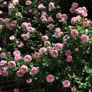 rose garden rosa giardina climbing english sodo laipiojanti vijokline angliška bijūninė rožė gėlės ir manufaktūra