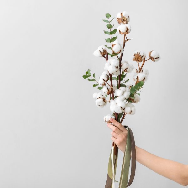 Cotton-Gossypium-flowers-medvilnės-šakelė-gėlės-ir-manufaktūra-AdobeStock_260449545