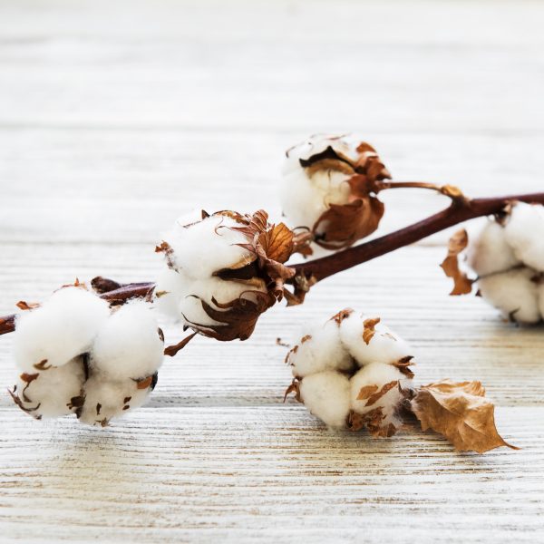 Cotton-Gossypium-hirsutum-gėlės-ir-manufaktūra-medvilnės-šakelė-AdobeStock_246325945