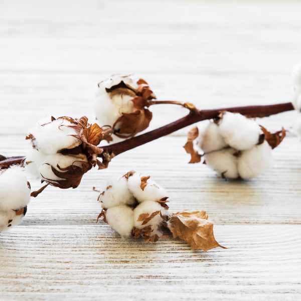 Cotton-Gossypium-hirsutum-gėlės-ir-manufaktūra-medvilnės-šakelė-AdobeStock_246325945