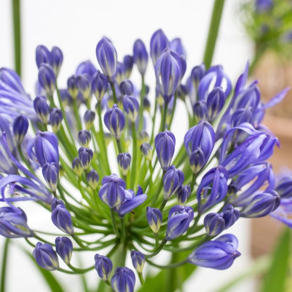 agapanthus plants floradania mėlynas agapantas žydintis daugiametis augalas vazone gėlės ir manufaktūra