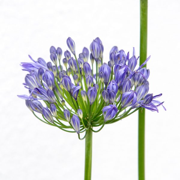 agapanthus plants floradania mėlynas agapantas žydintis daugiametis augalas vazone gėlės ir manufaktūraagapanthus plants floradania mėlynas agapantas žydintis daugiametis augalas vazone gėlės ir manufaktūra