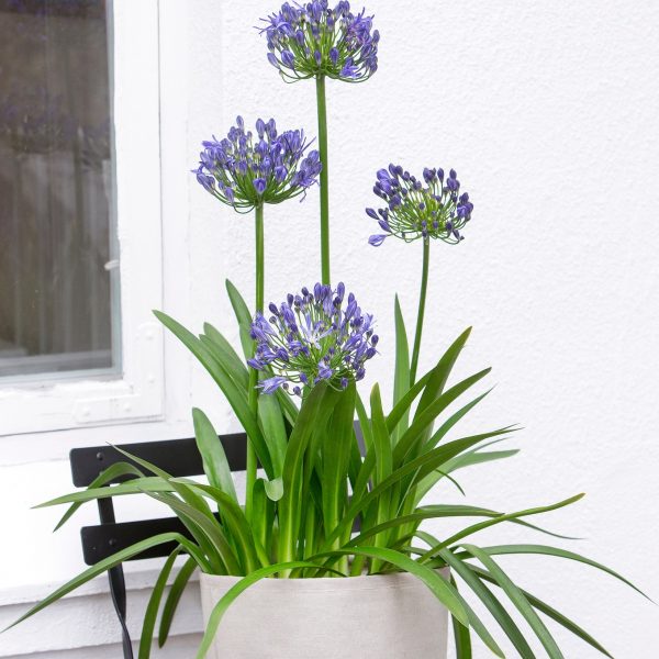 agapanthus plants floradania mėlynas agapantas žydintis daugiametis augalas vazone gėlės ir manufaktūra