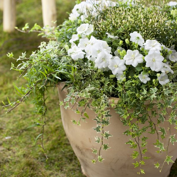 campanula white katilėlis floradania plants lauko augalas žydintis gėlės ir manufaktūra