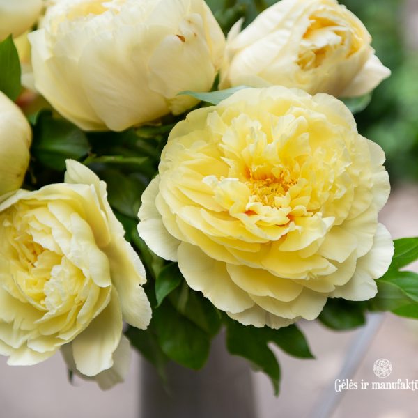 geltoni Itoh bijūnai Bartzella yellow paeonia peony geltonas gėlės ir manufaktūra