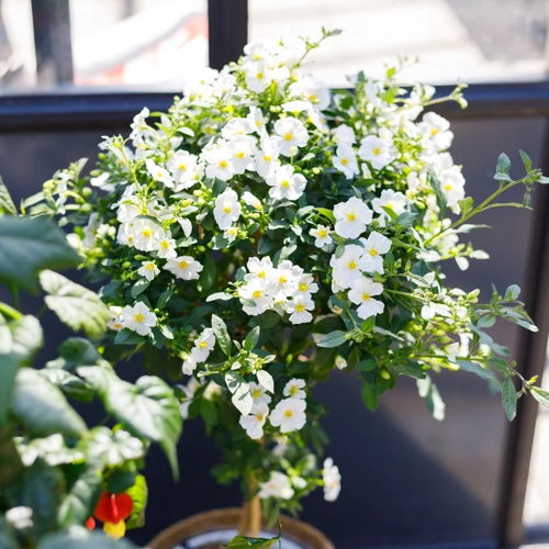 solanum rantonnetii charles white žydintis augalas gėlės ir manufaktūra plantanious