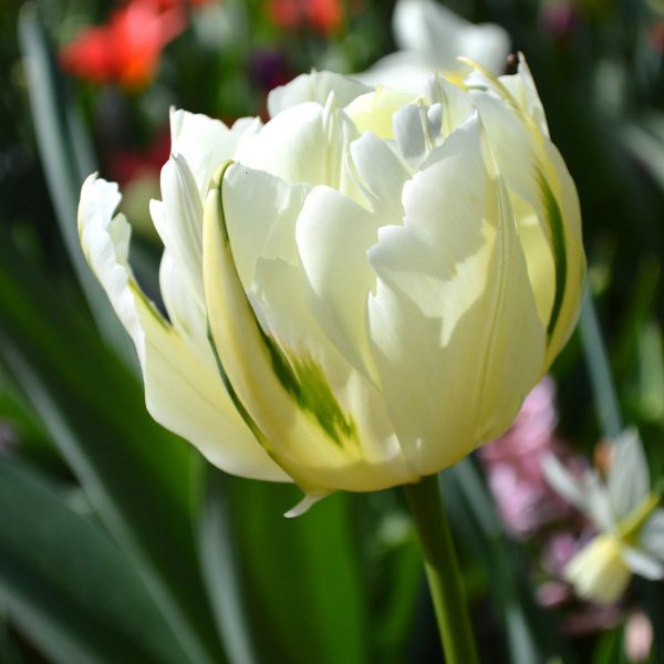 tulipa exotic emperor tulips bulbs balta pilnavidurė tulpes-tulpių-svogūnėliai-gėlės-ir-manufaktūra svogūninis-augalas double white