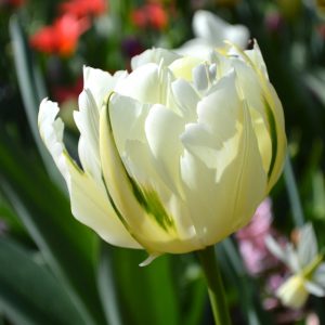 tulipa exotic emperor tulips bulbs balta pilnavidurė tulpes-tulpių-svogūnėliai-gėlės-ir-manufaktūra svogūninis-augalas double white