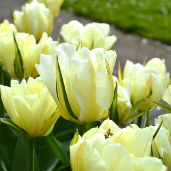 tulipa exotic emperor tulips bulbs white double pilnavidurė balta tulpes-tulpių-svogūnėliai-gėlės-ir-manufaktūra svogūninis-augalas