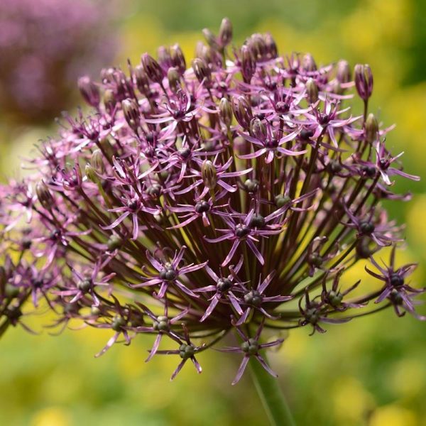 allium firmament garden bulbs sodo svogūninis augalas dekoratyvinis česnakas purpuriniai violetiniai gėlės ir manufaktūra ryškūs purple