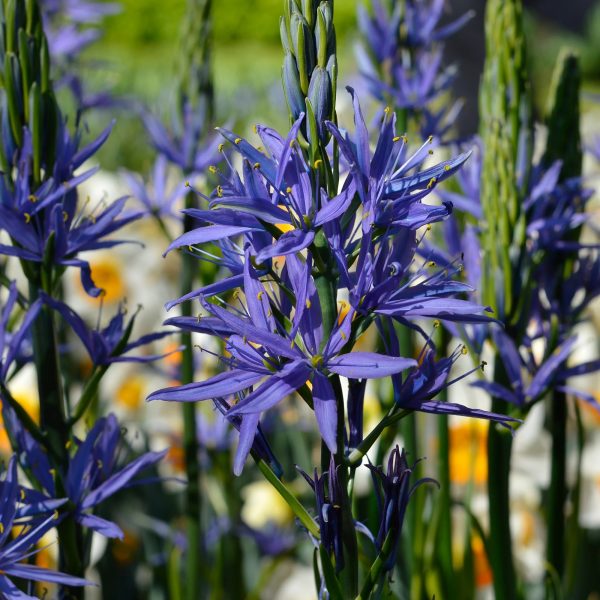 camassia leichtlinii caerulea kamasija bulbs svogūninis augalas mėlyni žiedai gėlės ir manufaktūra