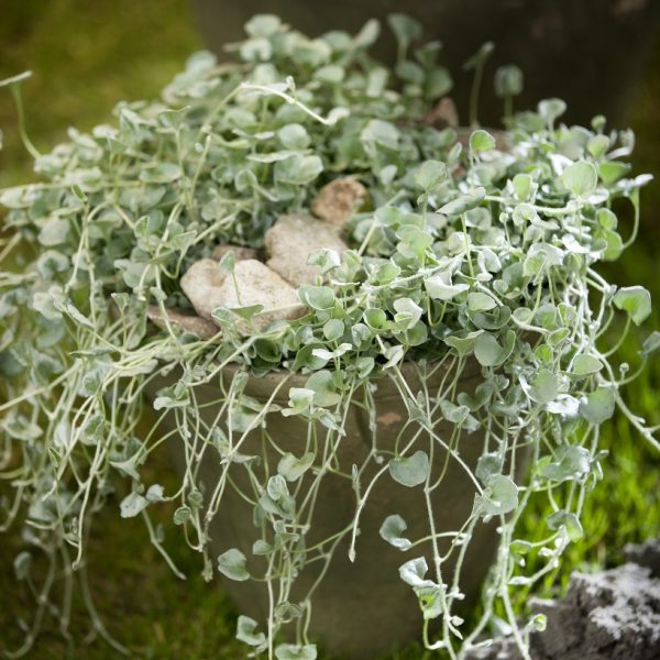 dichondra repens silver floradania plants lauko augalas pilka svyranti gėlės ir manufaktūra
