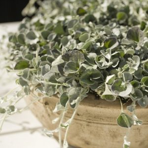 dichondra repens silver floradania plants lauko augalai pilka svyranti gėlės ir manufaktūra vienmetis augalas