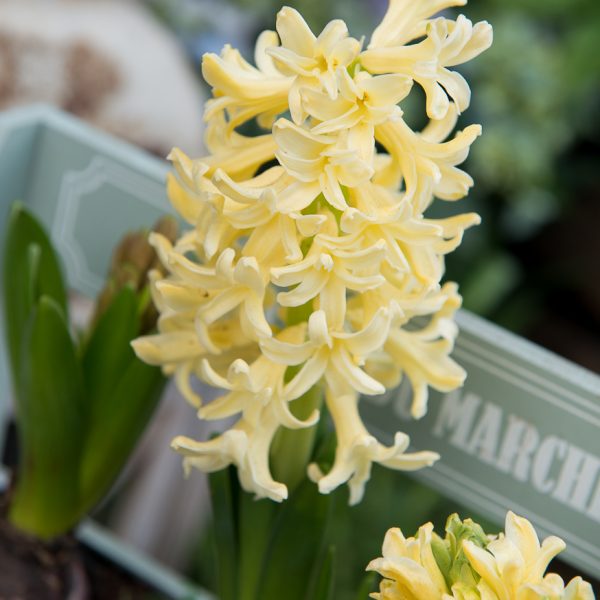 jacintas hyacinthus orientalis svogūninis augalas sodo gėlės ir manufaktūra-