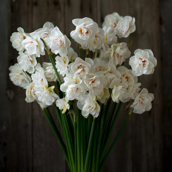 narcissus daffodils acropolis narcizai floret flower farm gėlės ir manufaktūra svogūninis augalas svogunas balti žiedai
