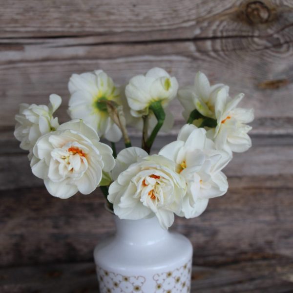narcissus daffodils acropolis narcizai floret flower farm gėlės ir manufaktūra svogūninis augalas svogunas balti žiedai