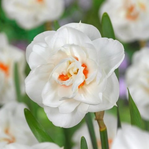 narcissus daffodils narcizas acropolis narcizai gėlės ir manufaktūra bulbs svogūninis augalas svogunas balti žiedai