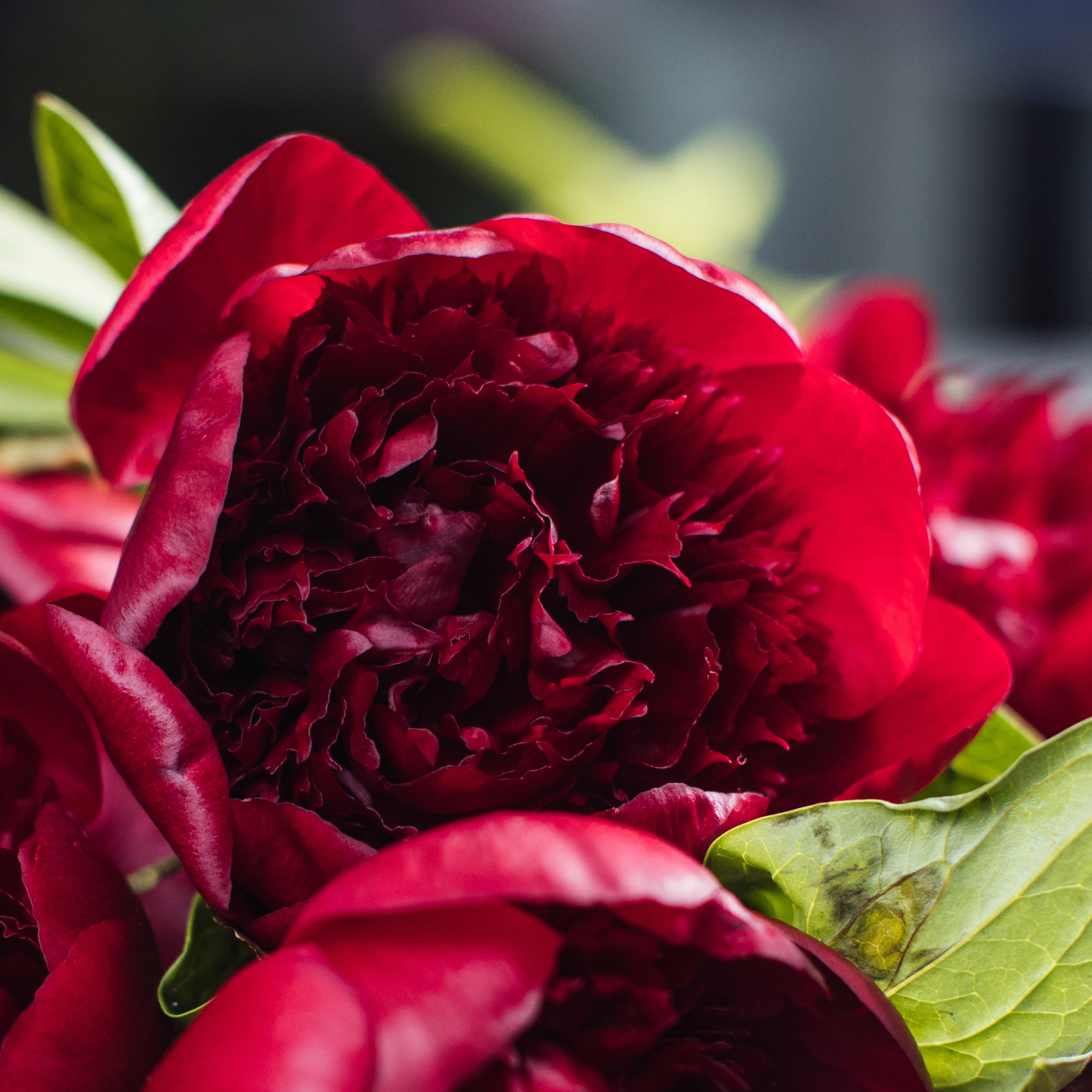 paeonia-red-magic-peony-raudonas-bijūnas-krūmas-daugiametis-augalas-raudoni-bijūnai-gėlės-ir-manufaktūra-AdobeStock_301991205