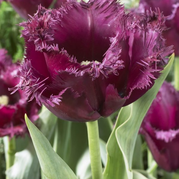 tulipa Gorilla tulips bulbs tulpes tulpių svogūnėliai gėlės ir manufaktūra vysnines violetines magenta šerkšnotos fringed