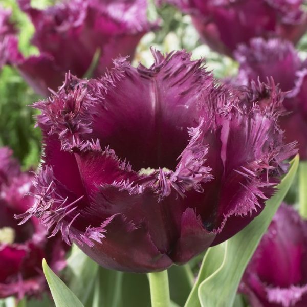 tulipa Gorilla magenta tulips bulbs tulpes tulpių svogūnėliai gėlės ir manufaktūra tamsiai burokeliu spalvos vysnines violetines šerkšnotos fringed