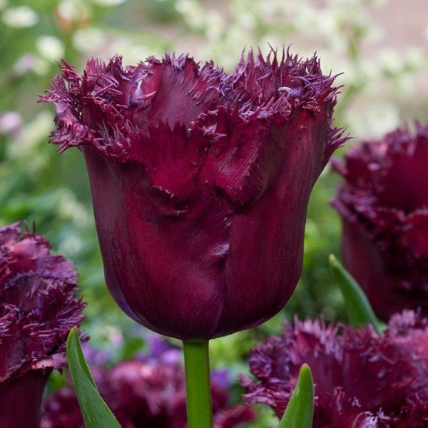 tulipa Gorilla tulips bulbs tulpes tulpių svogūnėliai gėlės ir manufaktūra vysnines violetines magenta šerkšnotos fringed
