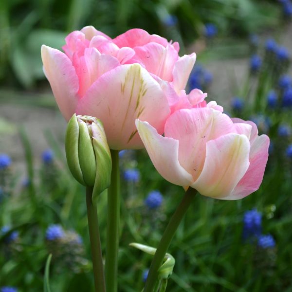 tulipa angelique tulips bulbs double šviesiai rožinė pilnavidurė bijuninė tulpes tulpių svogūnėliai gėlės ir manufaktūra svogūninis augalas