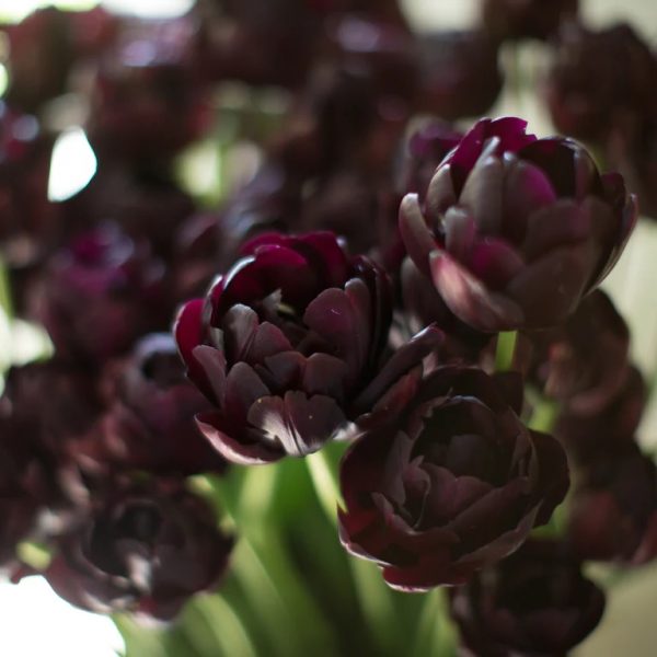 tulipa black hero juoda bijūninė pilnavidurė bulbs double tulpės svogūnėliai gėlės ir manufaktūra floret