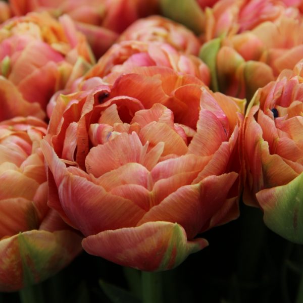 tulipa copper image coral double tulips tulpes rudos vario spalvos pilnavidures tulpių svogūnėliai gėlės ir manufaktūra brown
