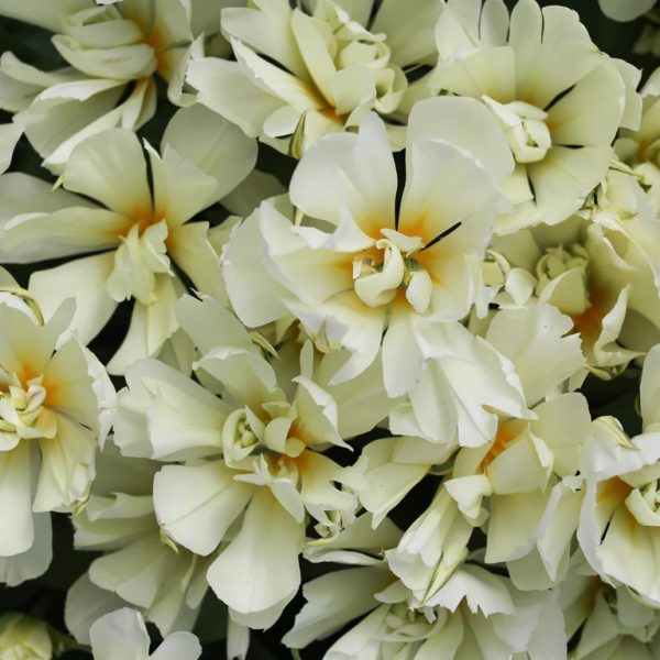 tulipa exotic emperor pilnavidurė bulbs cream white kreminė balta svogūnėliai gėlės ir manufaktūra floret tulpės