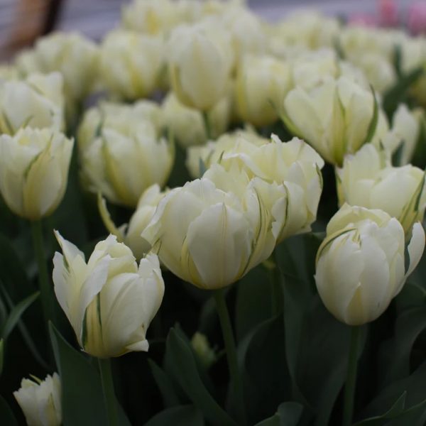 tulipa exotic emperor pilnavidurė bulbs cream white kreminė balta svogūnėliai gėlės ir manufaktūra floret tulpės