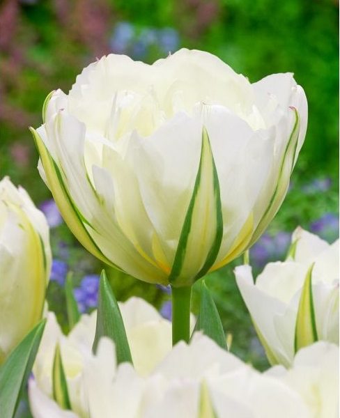 tulipa exotic emperor tulips bulbs tulpes tulpių svogūnėliai gėlės ir manufaktūra baltos žalios pilnavidurės