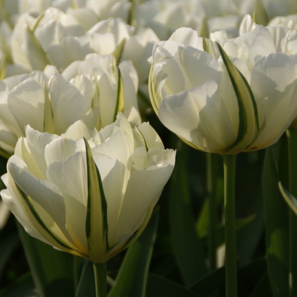 tulipa exotic emperor tulips bulbs tulpes tulpių svogūnėliai gėlės ir manufaktūra baltos žalios pilnavidurės