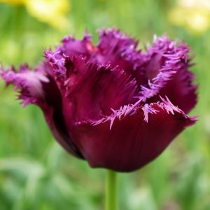 tulipa-gorilla-fringed-šerkšnota-purple-violet-magenta-bulbs-tulpės-baklažano-burokinė-tulpių-svogūnėliai-gėlės-ir-manufaktūra-AdobeStock_322554916