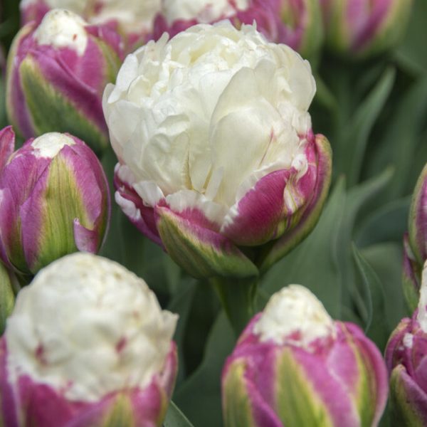 tulipa-ice-cream-tulips-double-bulbs-tulpes-tulpių-svogūnėliai-exclusive-gėlės-ir-manufaktūra-bijūninė-pilnavidurė-balta dvispalvė