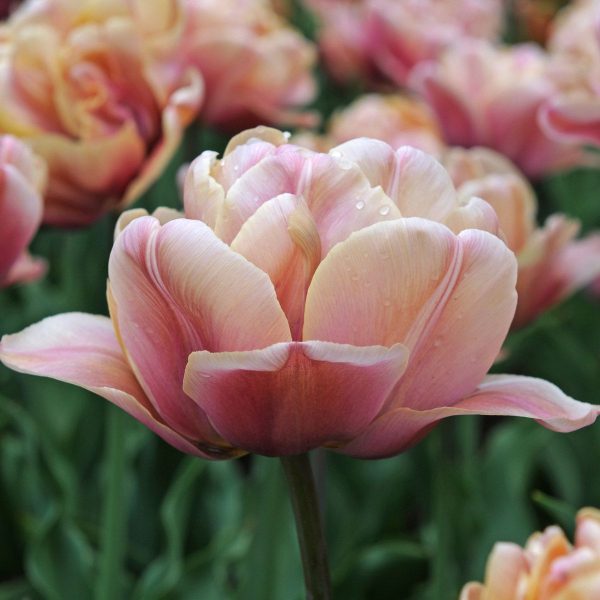 tulipa la belle epoque vintage peony tulips tulpes tulpių svogūnėliai gėlės ir manufaktūra sendintos rudos pilnavidures