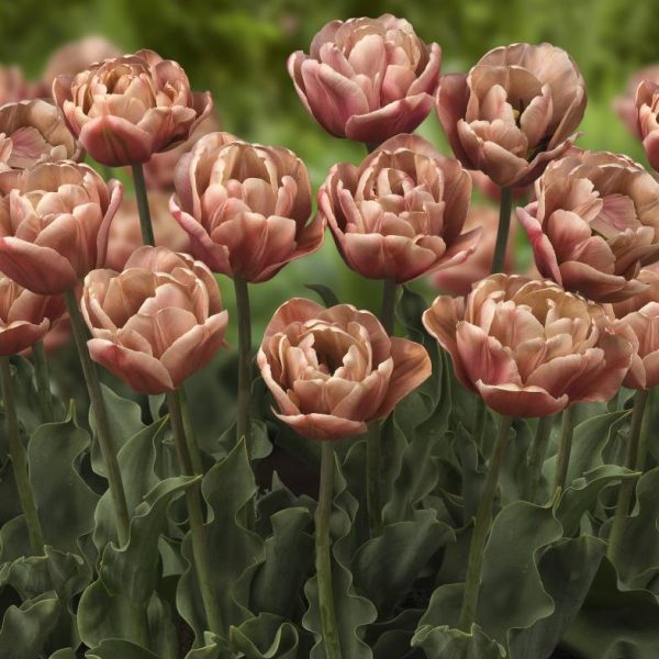 tulipa la belle epoque vintage peony tulips tulpes tulpių svogūnėliai gėlės ir manufaktūra sendintos rudos pilnavidures