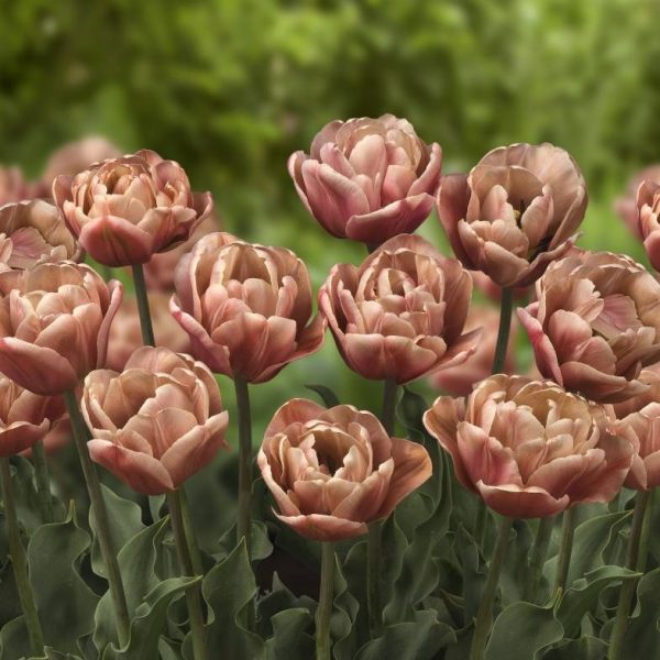 tulipa la belle epoque vintage tulips bulbs tulpes tulpių svogūnėliai gėlės ir manufaktūra sendintos rudos abrikosines