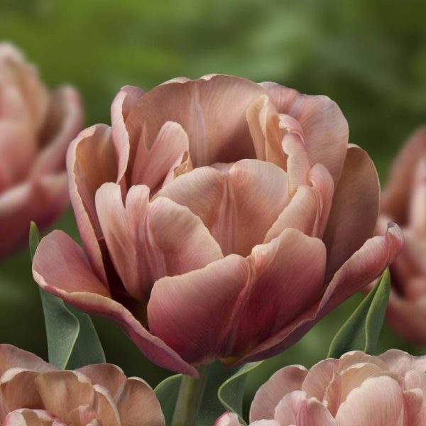 tulipa la belle epoque vintage tulips bulbs tulpes tulpių svogūnėliai gėlės ir manufaktūra sendintos rudos abrikosines