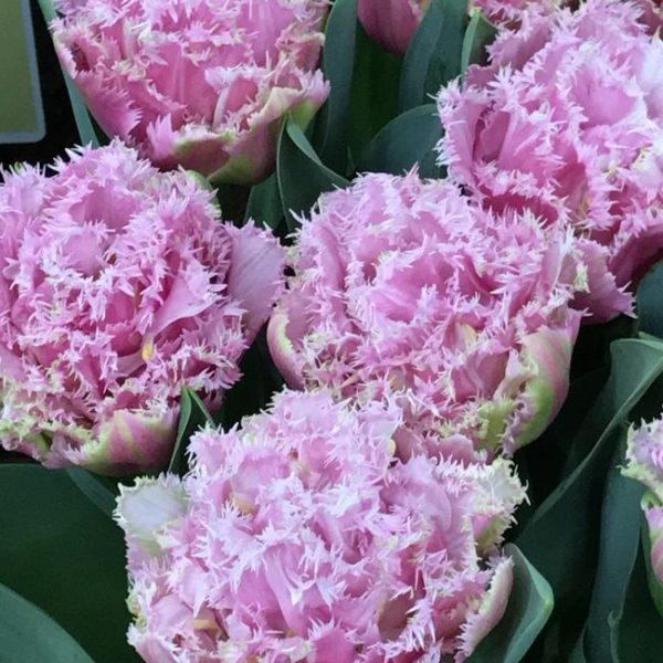 tulipa perth fringed double tulips bulbs tulpes rožinės tulpių svogūnėliai gėlės ir manufaktūra šerkšnotos pilnavidures pink