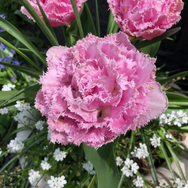 tulipa perth fringed double tulips bulbs tulpes rožinės tulpių svogūnėliai gėlės ir manufaktūra šerkšnotos pilnavidures pink