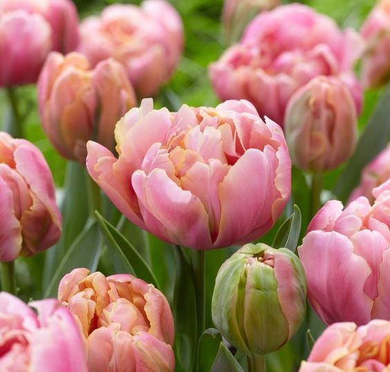 tulipa pink star double tulips bulbs tulpes lašišinės tulpių svogūnėliai gėlės ir manufaktūra rožinės pilnavidurės bijūninės