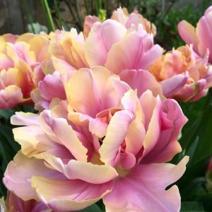 tulipa pink star double tulips bulbs tulpes lašišinės tulpių svogūnėliai gėlės ir manufaktūra rožinės pilnavidurės bijūninės