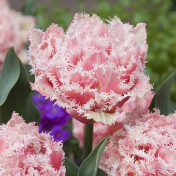 tulipa queensland tulips bulbs tulpes rožinės tulpių svogūnėliai gėlės ir manufaktūra šerkšnotos fringed double