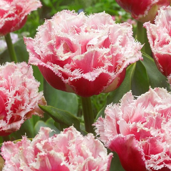 tulipa queensland tulips bulbs tulpes rožinės tulpių svogūnėliai gėlės ir manufaktūra šerkšnotos fringed double