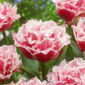 tulipa queensland tulips bulbs tulpes rožinės tulpių svogūnėliai gėlės ir manufaktūra šerkšnotos fringed double pink crispa