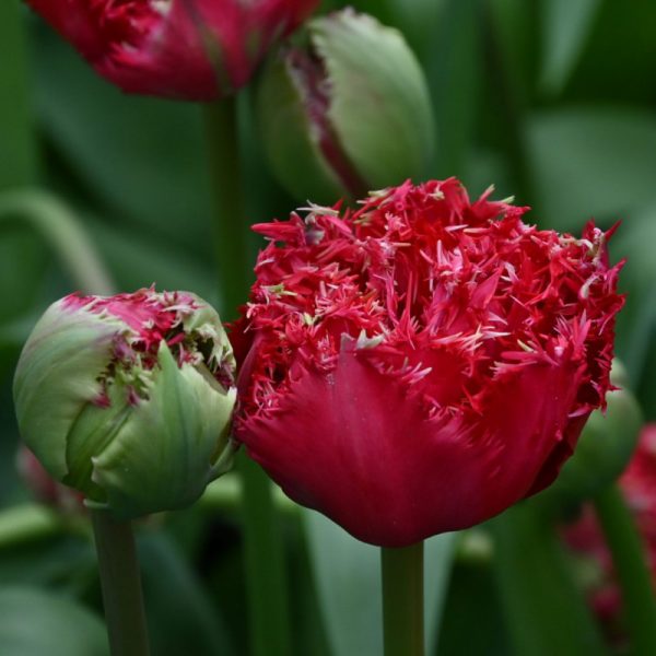 tulipa red Qatar fringed double tulips bulbs tulpes tulpių svogūnėliai gėlės ir manufaktūra raudonos pilnavidurės šerkšnotos