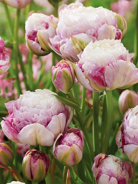 tulipa tulips-double surprise bulbs-tulpes-tulpių-svogūnėliai-exclusive-gėlės-ir-manufaktūra-bijūninė-bijūninė pilnavidurė balta dvispalvė